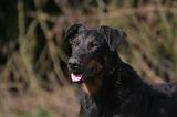 BEAUCERON 1009